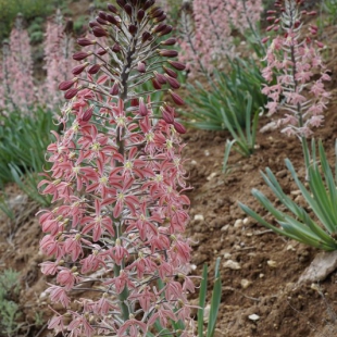 Eremurus alberti